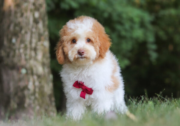 M3226-Gabriel-Mini-Poodle-Puppy-The-Puppy-Lodge-3-scaled.jpg