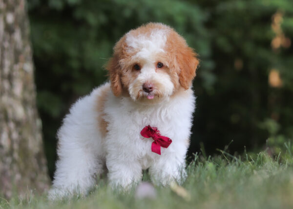 M3226-Gabriel-Mini-Poodle-Puppy-The-Puppy-Lodge-5-scaled.jpg