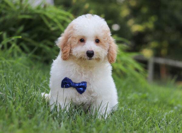 M3228-George-Mini-Poodle-Puppy-The-Puppy-Lodge-2-scaled.jpg