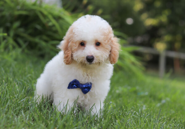 M3228-George-Mini-Poodle-Puppy-The-Puppy-Lodge-3-scaled.jpg