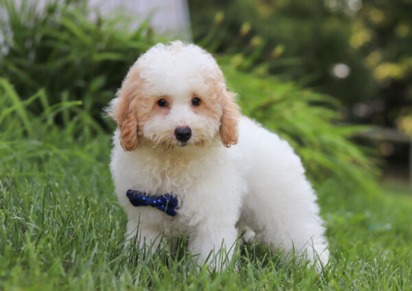 M3228-George-Mini-Poodle-Puppy-The-Puppy-Lodge-4-scaled.jpg