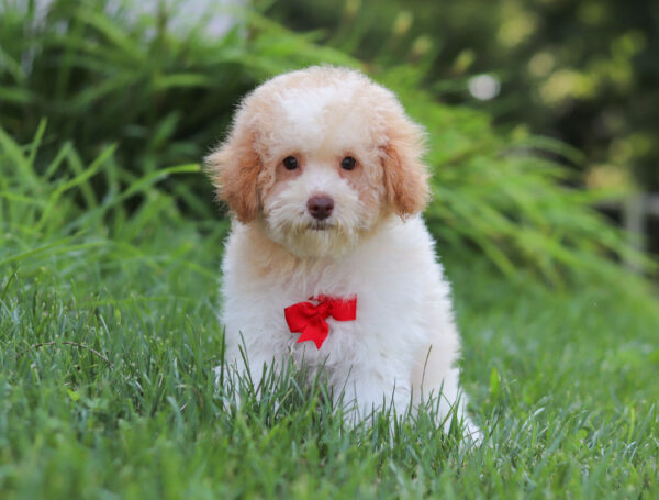 M3229 Greg-Mini Poodle Puppy-The Puppy Lodge.jpg