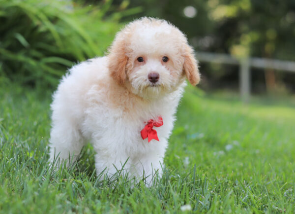 M3229-Greg-Mini-Poodle-Puppy-The-Puppy-Lodge-2-scaled.jpg