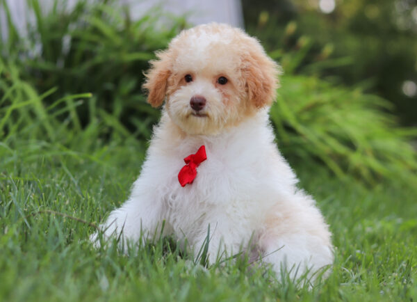 M3229-Greg-Mini-Poodle-Puppy-The-Puppy-Lodge-3-scaled.jpg