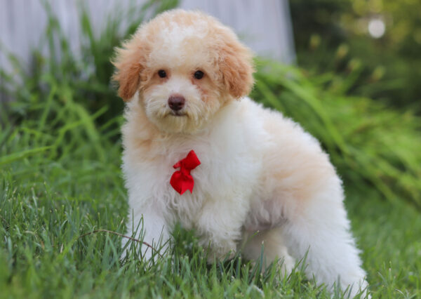 M3229-Greg-Mini-Poodle-Puppy-The-Puppy-Lodge-4-scaled.jpg