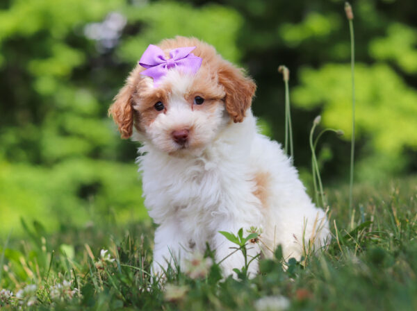 f3224-2Gloria-Mini-Poodle-Puppy-The-Puppy-Lodge-scaled.jpg