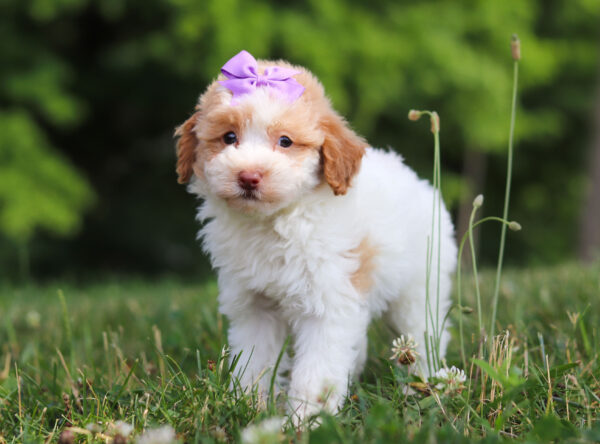 f3224-3Gloria-Mini Poodle Puppy-The Puppy Lodge.jpg