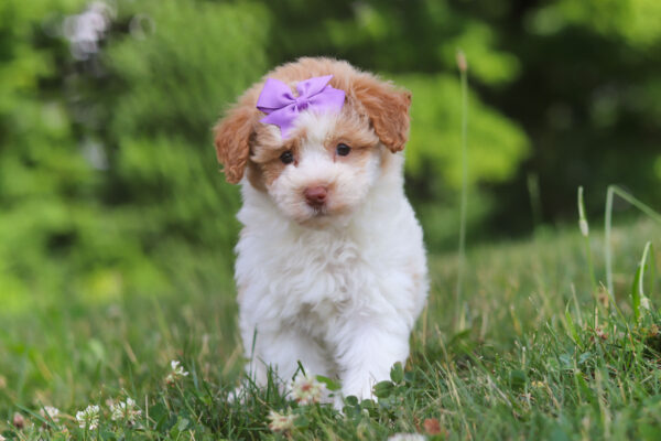 f3224-Gloria-Mini-Poodle-Puppy-The-Puppy-Lodge-scaled.jpg