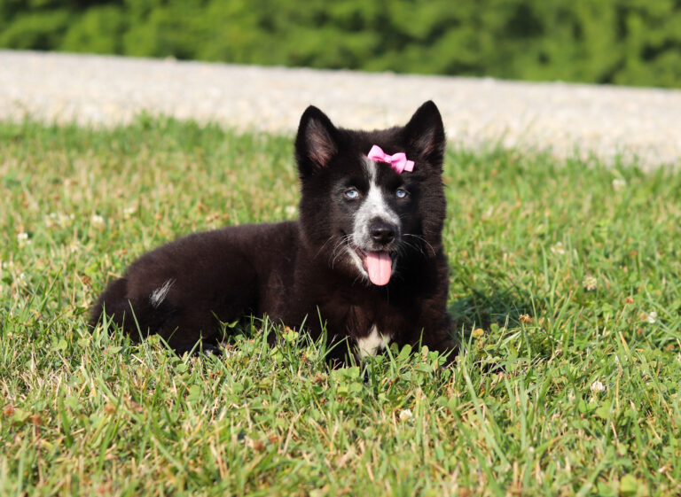 f6048-Hadassah-Pomsky-Puppy-The-Puppy-Lodge-4-scaled.jpg