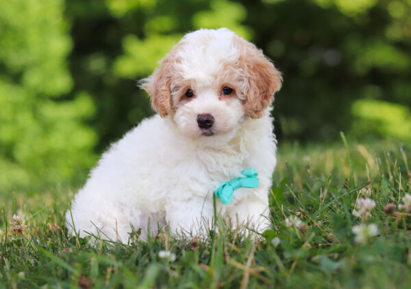 m3228-1George-Mini-Poodle-Puppy-The-Puppy-Lodge-scaled.jpg