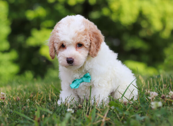 m3228-2George-Mini-Poodle-Puppy-The-Puppy-Lodge-scaled.jpg