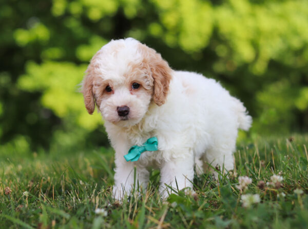 m3228-3George-Mini-Poodle-Puppy-The-Puppy-Lodge-scaled.jpg
