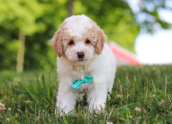m3228-4George-Mini Poodle Puppy-The Puppy Lodge.jpg