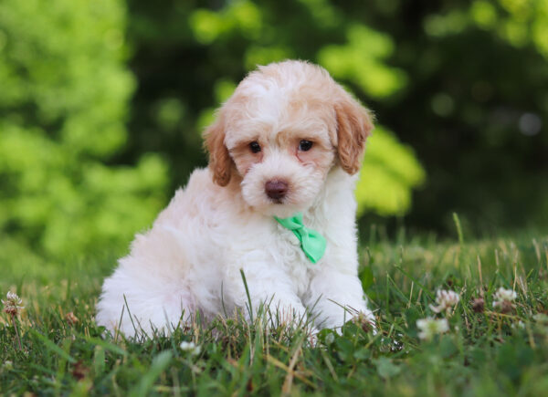 m3229-1-Greg-Mini-Poodle-Puppy-The-Puppy-Lodge-scaled.jpg
