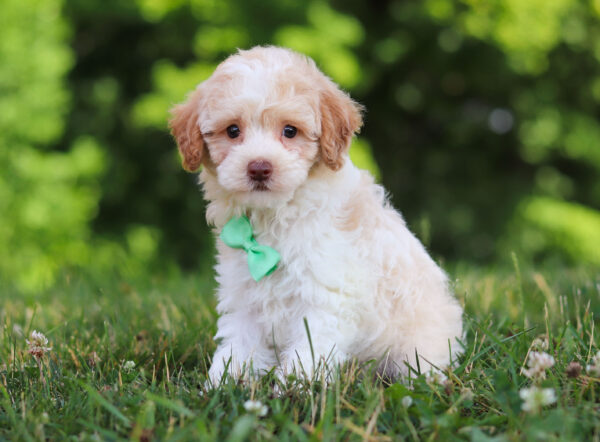 m3229-2-Greg-Mini-Poodle-Puppy-The-Puppy-Lodge-scaled.jpg
