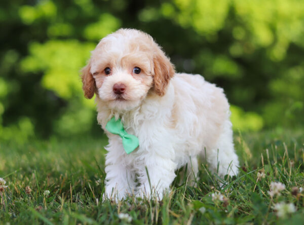 m3229-3 Greg-Mini Poodle Puppy-The Puppy Lodge.jpg