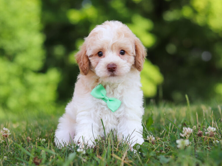 m3229-Greg-Mini-Poodle-Puppy-The-Puppy-Lodge-scaled.jpg
