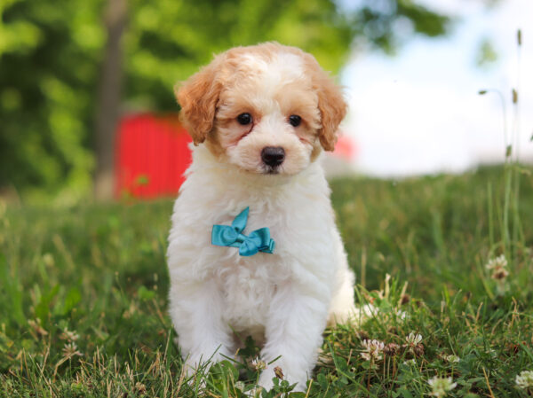 m3239-2Gary-Mini-Poodle-puppy-The-Puppy-Lodge-scaled.jpg