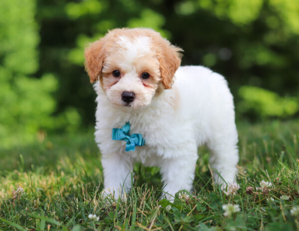 m3239-3Gary-Mini Poodle puppy -The Puppy Lodge.jpg