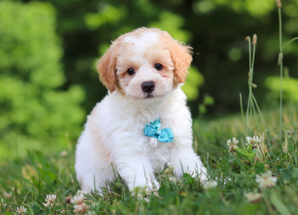 m3239-Gary-Mini-Poodle-puppy-The-Puppy-Lodge-scaled.jpg