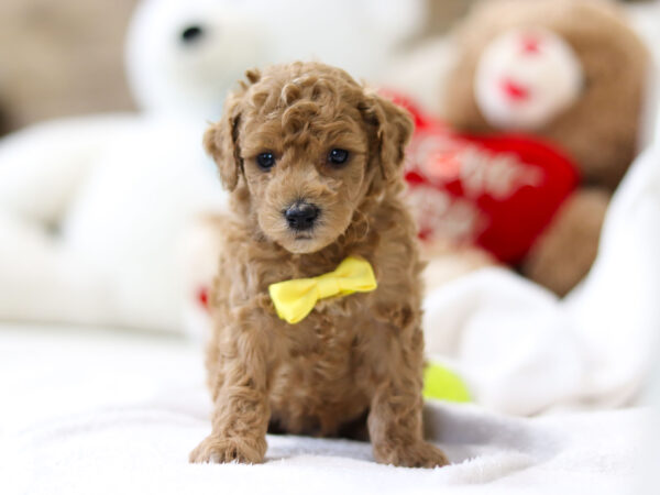 m3477-1Randy-Mini-Poodle-Puppy-The-Puppy-Lodge-scaled.jpg