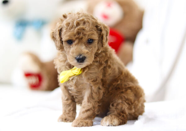 m3477-2Randy-Mini-Poodle-Puppy-The-Puppy-Lodge-scaled.jpg