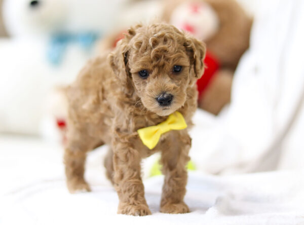 m3477-3Randy-Mini Poodle Puppy-The Puppy Lodge.jpg