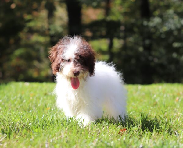 3327e-Chloe-Mini-Poodle-Puppy-The-Puppy-Lodge-3-scaled.jpg