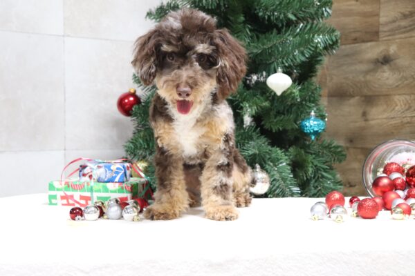 3338 a mini poodle Charlie The Puppy Lodge