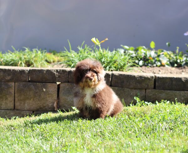 3338ss Charlie-Mini Poodle Puppy-The Puppy Lodge.JPG