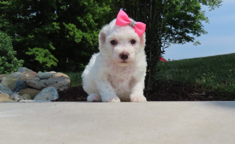3339-Callie-Mini-Poodle-The-Puppy-Lodge-scaled.jpg