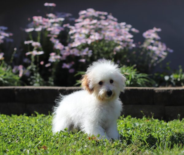 3339q-Callie-Mini-Poodle-Puppy-The-Puppy-Lodge-2-scaled.jpg