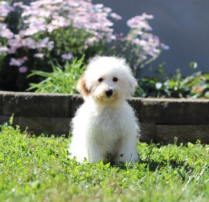 3339q-Callie-Mini-Poodle-Puppy-The-Puppy-Lodge-3-scaled.jpg