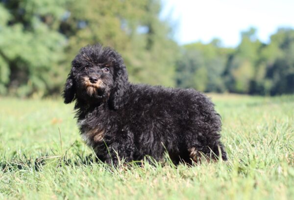 3461-Shag-Mini-Poodle-Puppy-The-Puppy-Lodge-2-scaled.jpg