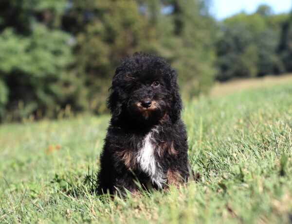 3461-Shag-Mini-Poodle-Puppy-The-Puppy-Lodge-3-scaled.jpg