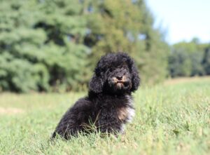 3461 Shag-Mini Poodle Puppy-The Puppy Lodge.JPG