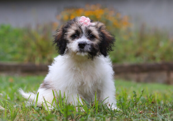 F3321-Beauty-Teddy-Bear-Puppy-The-Puppy-Lodge-2-2-scaled.jpg