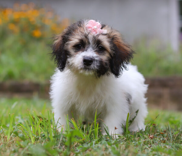 F3321-Beauty-Teddy-Bear-Puppy-The-Puppy-Lodge-3-2-scaled.jpg