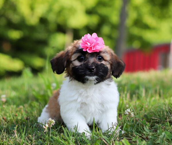 F3325-Buttercup-Teddy-Bear-Puppy-The-Puppy-Lodge-2-1.jpg