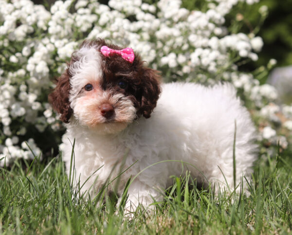 F3327-Chloe-Mini-Poodle-Puppy-The-Puppy-Lodge-2.jpg