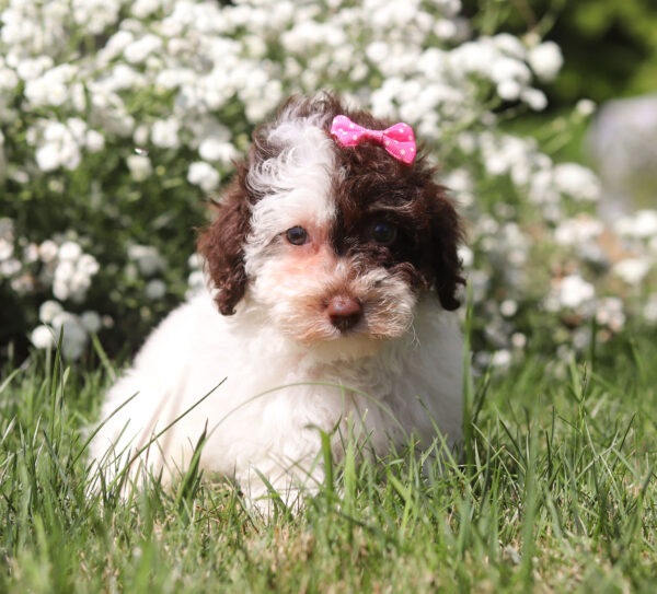 F3327-Chloe-Mini-Poodle-Puppy-The-Puppy-Lodge-3.jpg