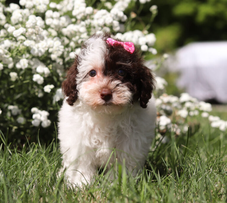 F3327-Chloe-Mini-Poodle-Puppy-The-Puppy-Lodge-4.jpg