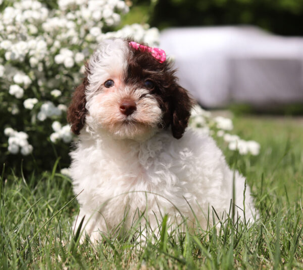 F3327-Chloe-Mini-Poodle-Puppy-The-Puppy-Lodge-5.jpg