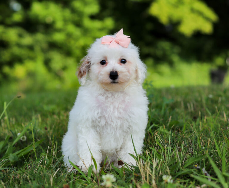 F3339-Callie-Mini-Poodle-Puppy-The-Puppy-Lodge-2.jpg