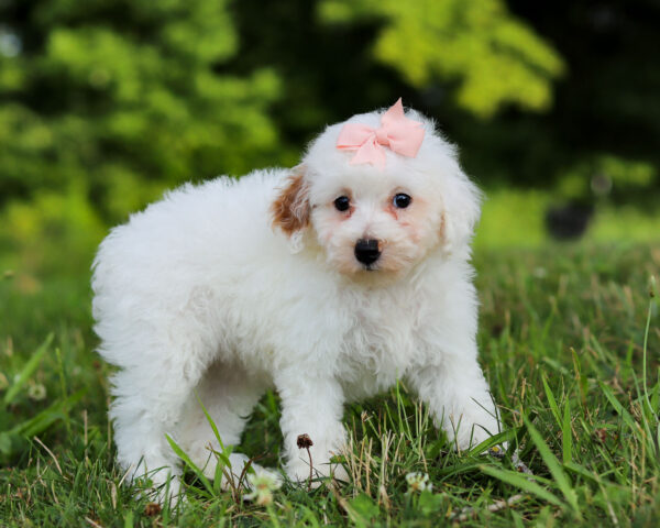 F3339-Callie-Mini-Poodle-Puppy-The-Puppy-Lodge-4.jpg