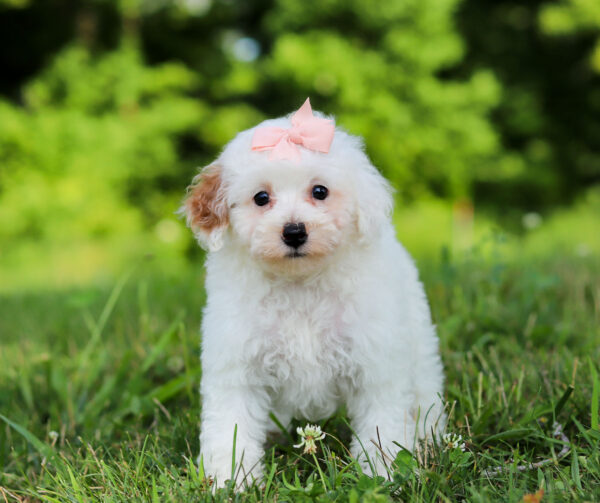 F3339-Callie-Mini-Poodle-Puppy-The-Puppy-Lodge-5.jpg