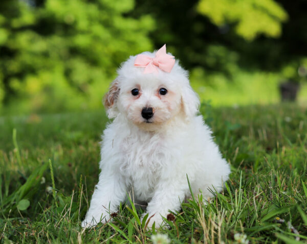 F3339-Callie-Mini-Poodle-Puppy-The-Puppy-Lodge.jpg