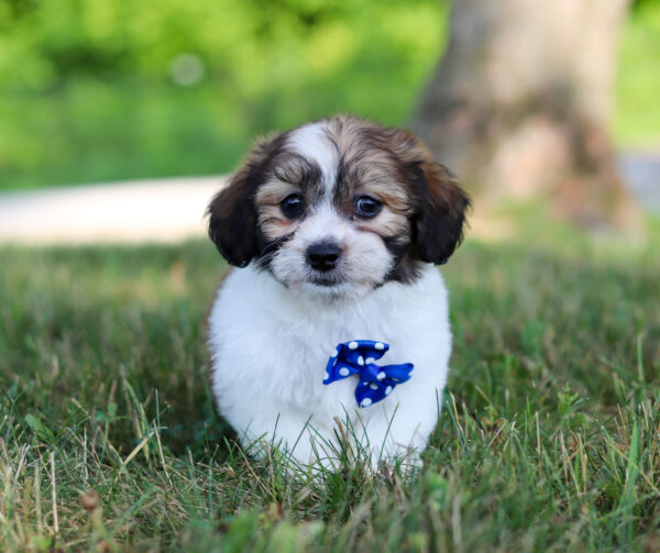 M3323-Benji-Teddy-Bear-Puppy-The-Puppy-Lodge-4-1.jpg