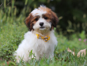 M3324-Blake-Teddy-Bear-Puppy-The-Puppy-Lodge-3-2-scaled.jpg