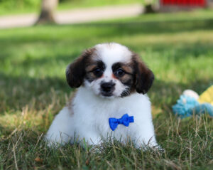 M3326-Bently-Teddy-Bear-Puppy-The-Puppy-Lodge-2-Copy.jpg